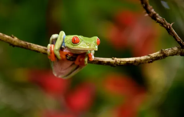 Picture nature, background, Red-eyed Tree Frog