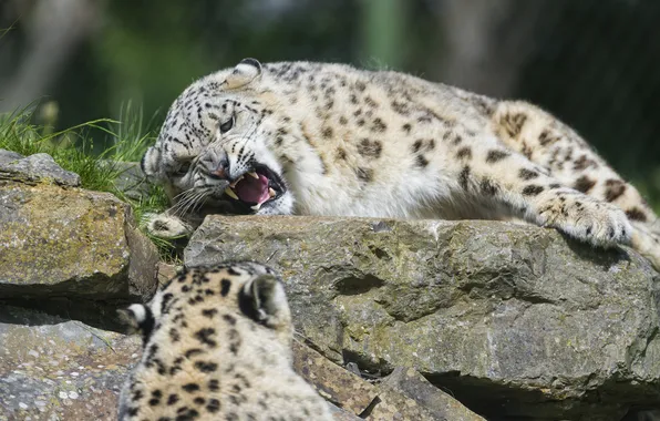 Cat, stone, grin, IRBIS, snow leopard, ©Tambako The Jaguar