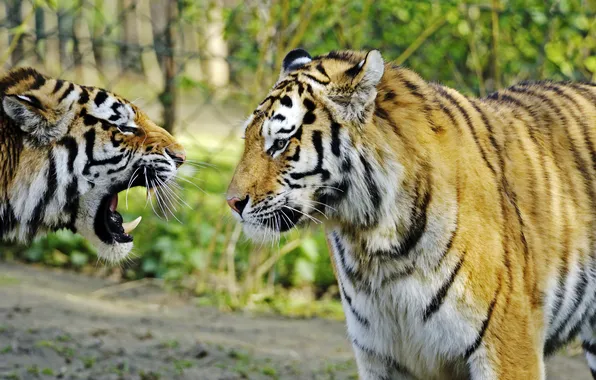 Cat, tiger, pair, fangs, profile, Amur