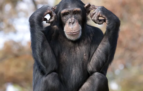 Picture eyes, hair, pose, fingers, Chimpanzee