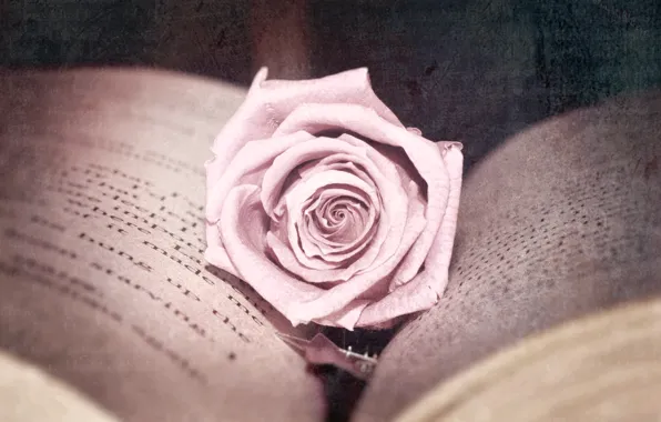 Picture flower, photo, pink, rose, treatment, book, page