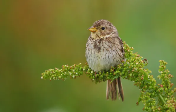 Branches, background, bird, geltonas, mountain Linnet, The twite