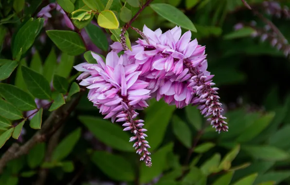 Leaves, macro, brush, Indigofera