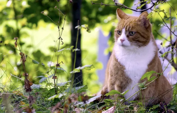 Summer, cat, nature