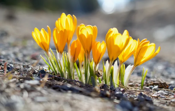 Picture yellow, glade, spring, crocuses, bokeh
