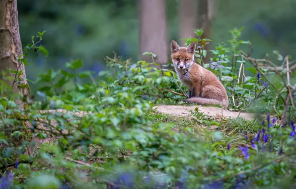 Picture grass, flowers, Fox, bells, Fox