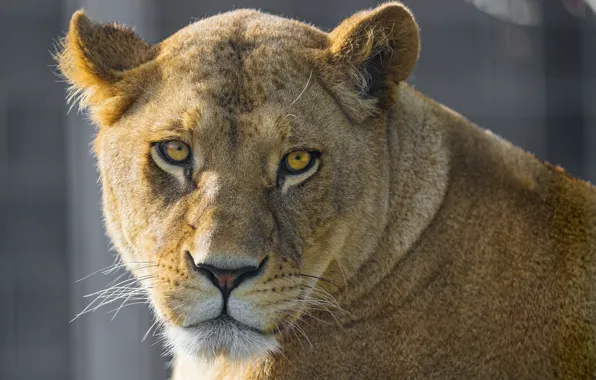 Picture cat, look, face, lioness, ©Tambako The Jaguar