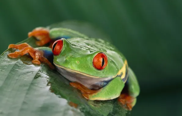 Picture frog, exotic, red eyes