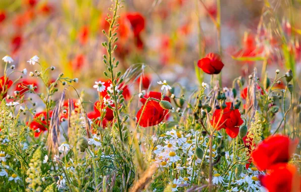 Summer, flowers, red, glade, Mac, Maki, chamomile, meadow