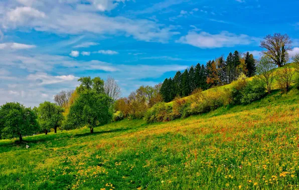 Picture the sky, grass, trees, slope, meadow