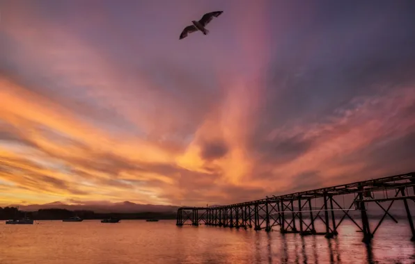 Picture sea, sunset, bridge, bird, Seagull, New Zealand, New Zealand, harbour