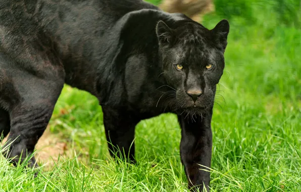 Picture grass, look, Panther, walk