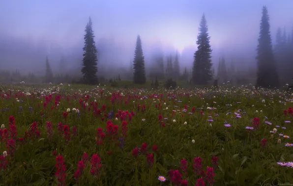 Forest, flowers, nature, fog, meadow, haze