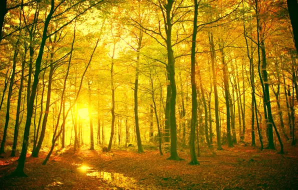 Leaves, the sun, rays, trees, landscape, branches, yellow, red