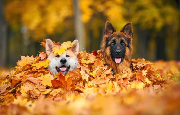 Autumn, dogs, leaves, German shepherd, Akita