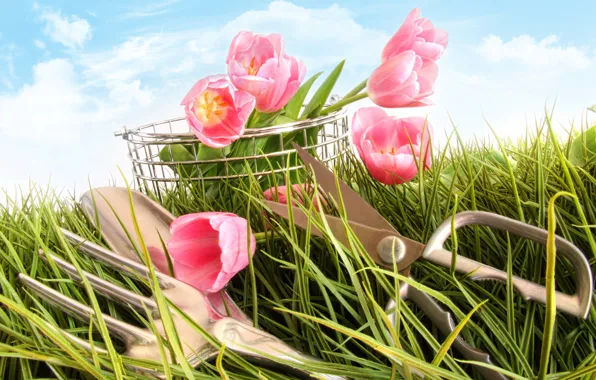 Picture photo, Flowers, Grass, Tulips, Scissors, Pink, Plug