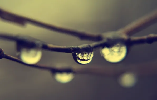 Drops, branches, reflection, rain