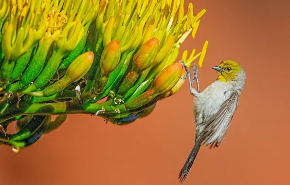 Flower, macro, bird, American Remez