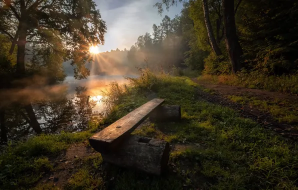 Forest, summer, the sun, rays, nature, river, dawn, morning