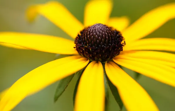 Flower, yellow, petals, stamens, green background, rudbeckia