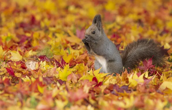 Autumn, leaves, foliage, yellow, protein, grey, autumn leaves