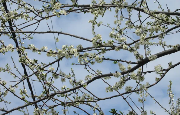 Branches, April, spring 2018, mamala ©