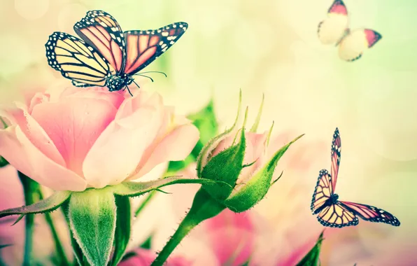 Butterfly, flowers, roses, buds, leaves