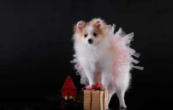 Background, gift, skirt, dog