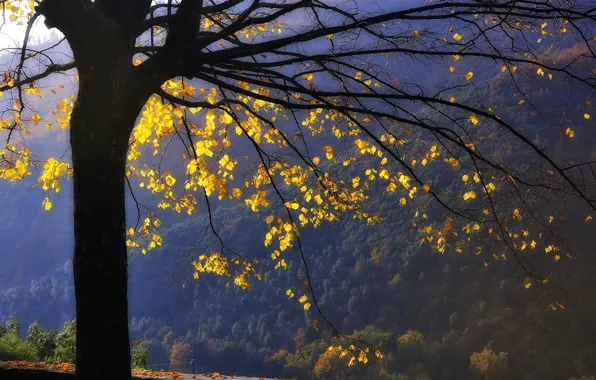 Autumn, forest, leaves, mountains, tree, branch, yellow