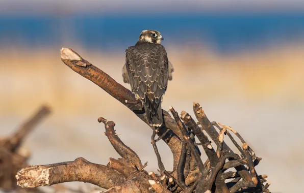 Picture look, branches, blue, yellow, background, bird, snag, hawk