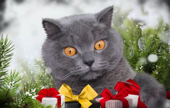 Picture cat, background, spruce, gifts, British