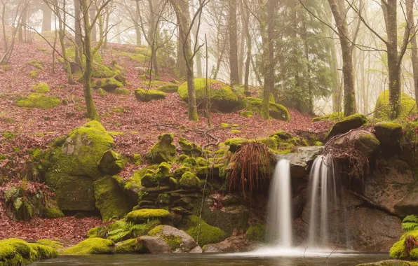 Picture forest, fog, waterfall, moss, stream