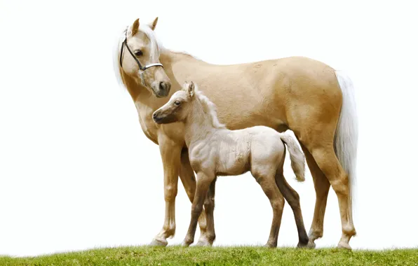 Grass, horse, horse, pair, white background, foal