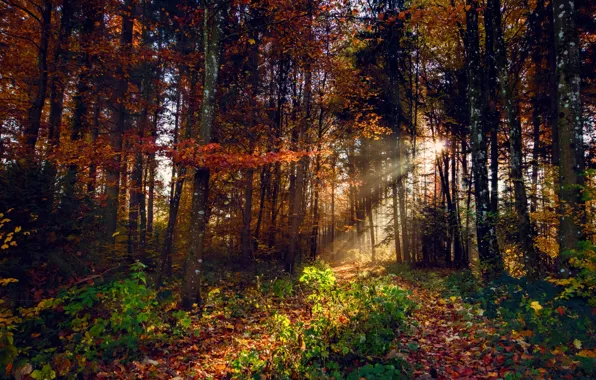 Picture autumn, forest, leaves, trees, branches, the rays of the sun, path, the bushes