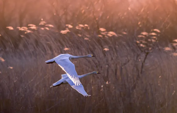 Picture birds, nature, flight