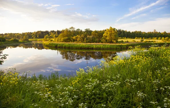 Picture grass, flowers, lake, Russia, of priod, trees., Tver