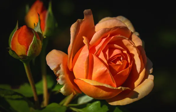 Macro, light, the dark background, rose, roses, orange, petals, Bud