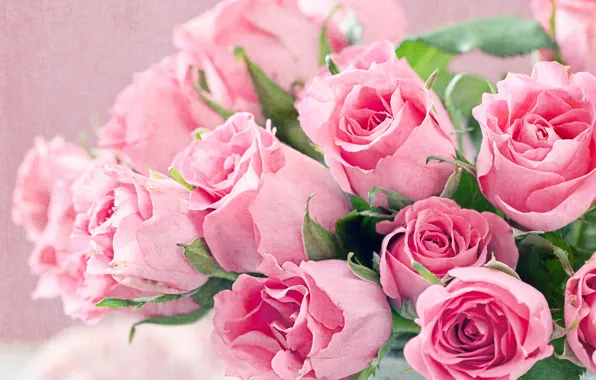 Roses, bouquet, pink, closeup