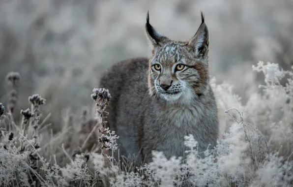 Picture winter, frost, face, nature, lynx