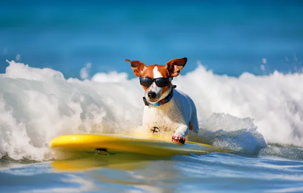 Sea, wave, water, dog, surfing, face, surfer, sunglasses