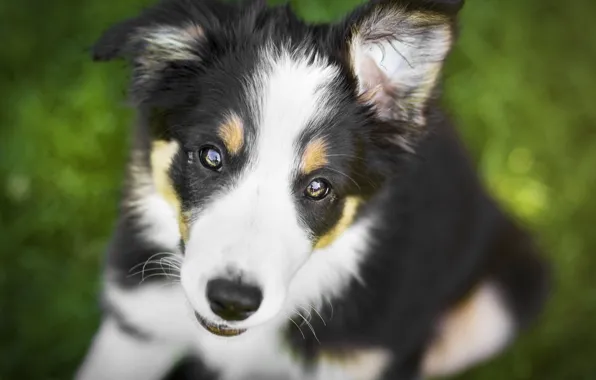 Picture macro, dog, puppy, bokeh