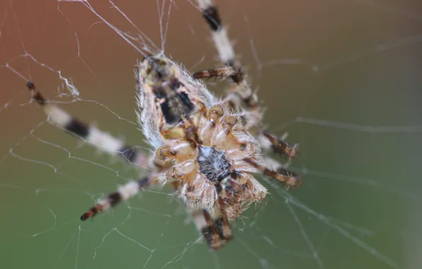 Macro, web, spider, spider
