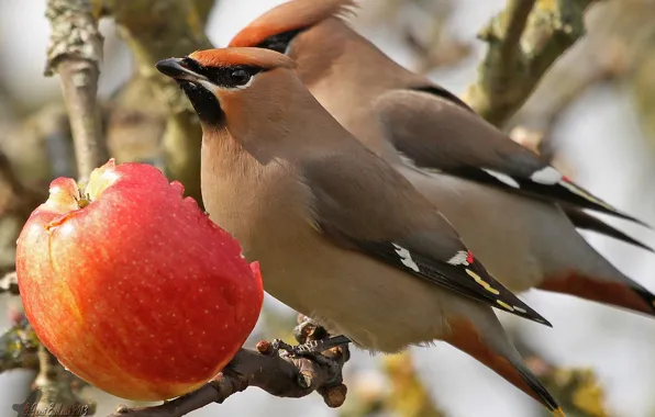 Picture birds, Apple, branch, lunch, waxwings