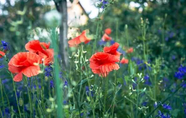 Greens, summer, flowers, house, Maki, garden, meadow, red