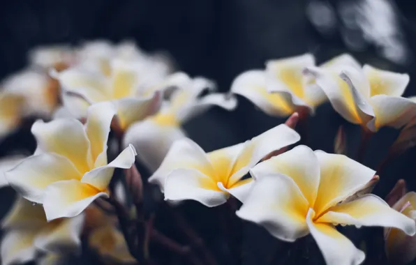 Flowers, branches, the dark background, blur, white, flowering, blur, bokeh