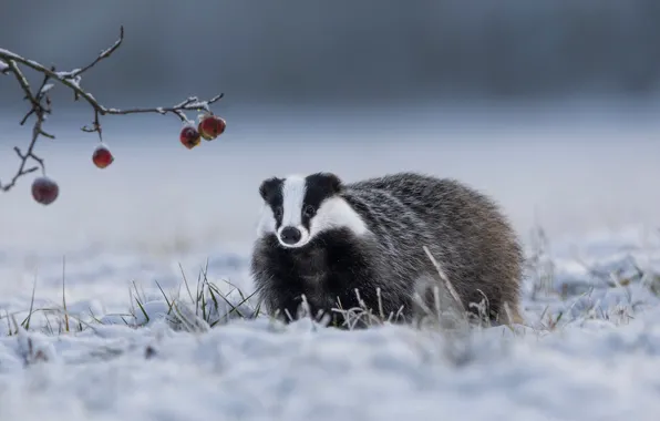 Winter, grass, snow, berries, glade, branch, fruit, face