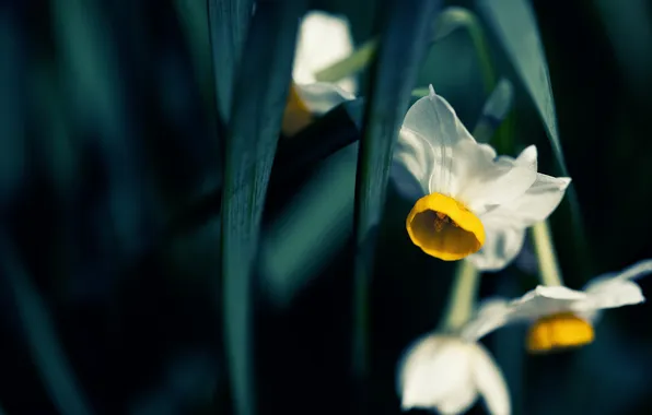 Macro, flowers, nature, Japanese Narcissus