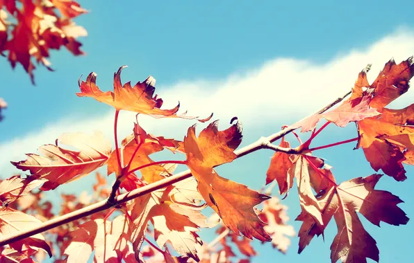 Autumn, leaves, tree, branch, dry, maple, Sunny