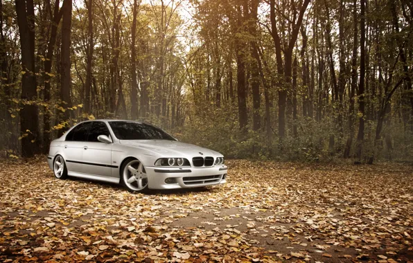 Picture forest, leaves, Autumn, BMW, BMW, Stance Works, M5 E39