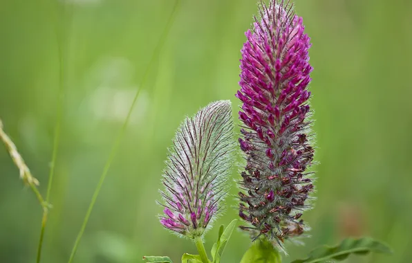 Wallpaper field, flower, plant, meadow for mobile and desktop, section ...